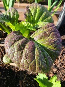 red garnet mustard leaf