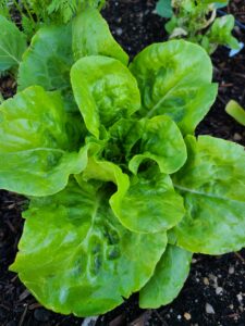 buttercrunch lettuce
