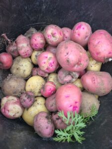 pontiac and yukon gold potatoes