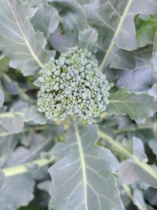 waltham broccoli heading