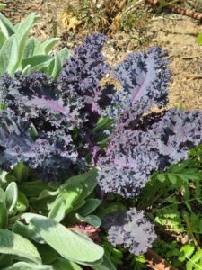 red leaves of scarlet kale