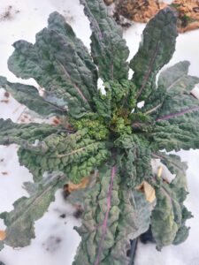 lacinato kale in the snow