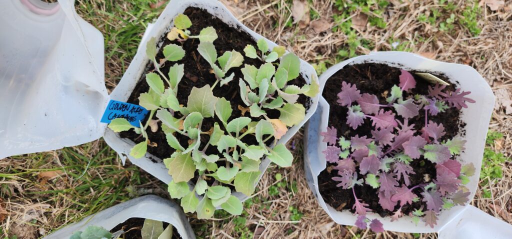 cabbage seedlings sown in milk jugs