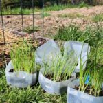 onions winter sown in milk jugs