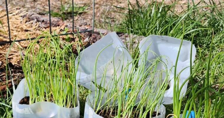 Winter Sowing