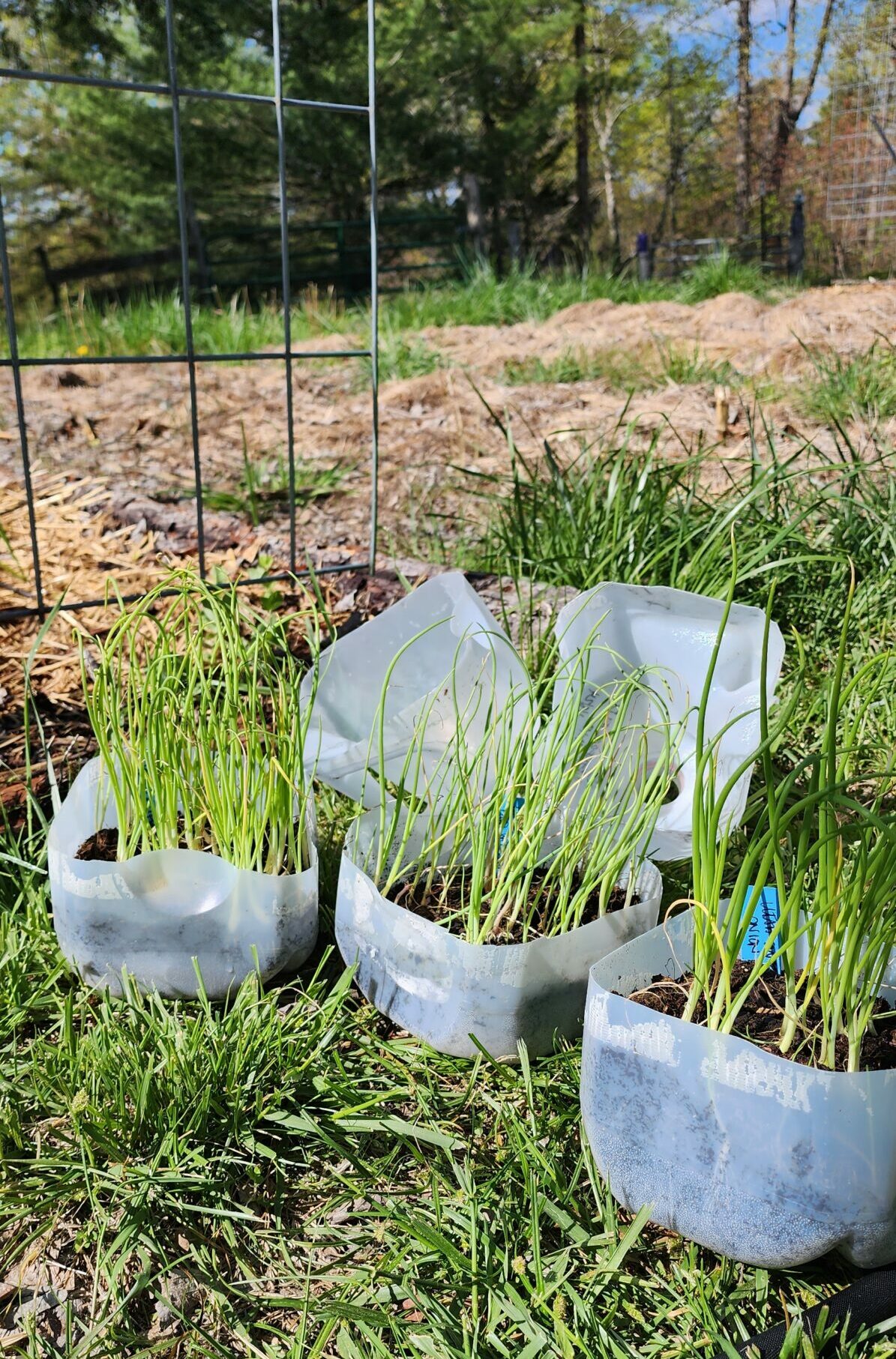 Winter Sowing
