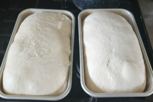 two risen sourdough bread loaves of dough before baking