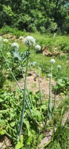 onion blossoms
