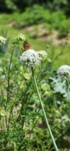 butterfly atop an onion blossom