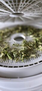 dried green onions on dehydrator trays