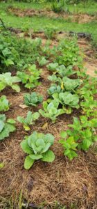 garden with cabbages and straw mulch