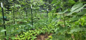 cattle panel trellises supporting beans and cucumbers