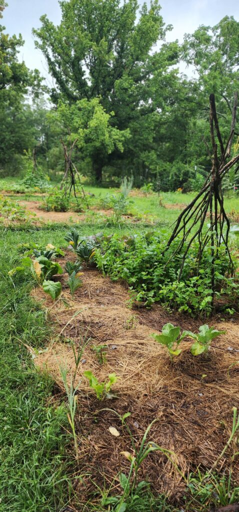 the garden at Wistful Woods Farm