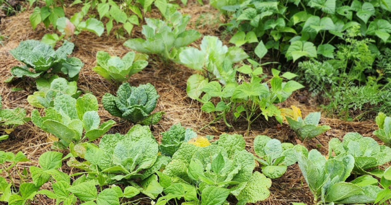 Over 30 Vegetables to Plant for a Fall Garden